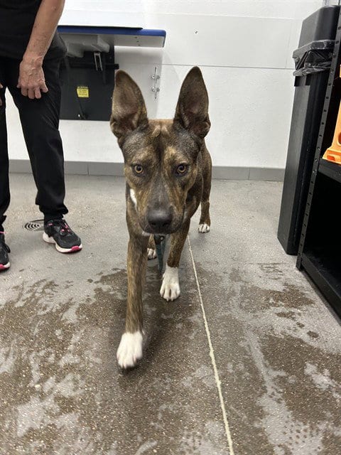 Photo of Guava, adoptable American Pit Bull Terrier in Mesa, Arizona