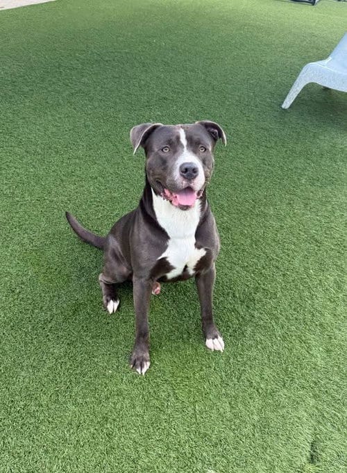 Photo of Shaw, adoptable Terrier in NEWPORT NH, New Hampshire