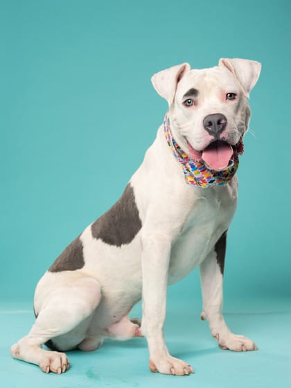 Photo of Porter, adoptable dog in Atlanta, Georgia