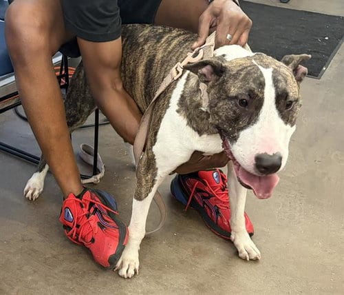 Photo of Maui, adoptable Bull Terrier in Dallas, Texas