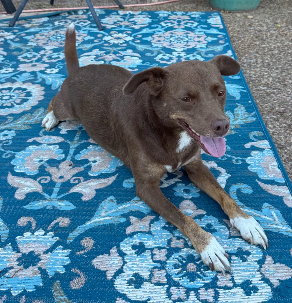 Photo of Lottie, adoptable Australian Kelpie Feist in Denver, Colorado