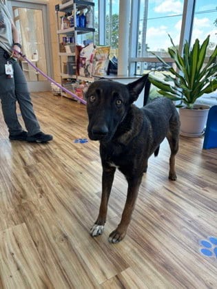 Photo of Rooster, adoptable Belgian Shepherd Malinois in Rowlett, Texas