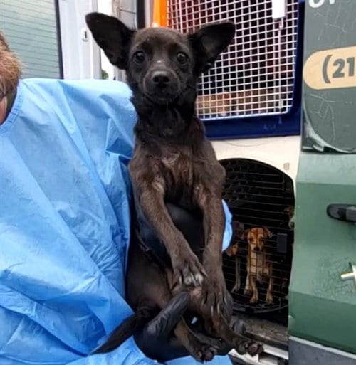 Photo of Horchata, adoptable Terrier in San Antonio, Texas