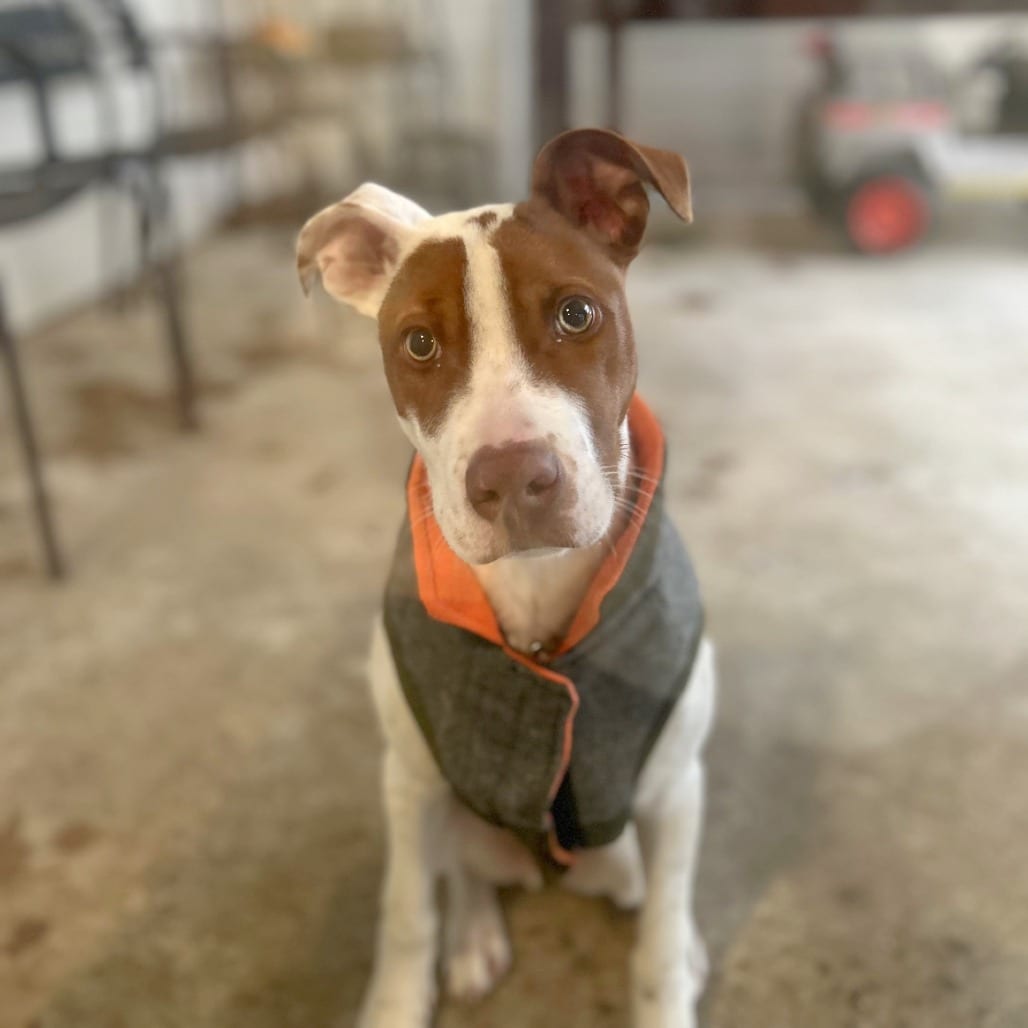 Photo of Creed, adoptable Mixed Breed (Small)