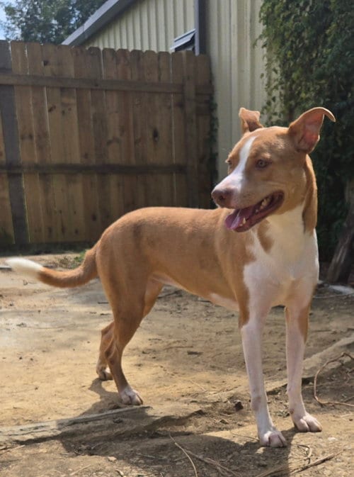 Photo of Bonnie, adoptable Black Mouth Cur in Jackson, Mississippi