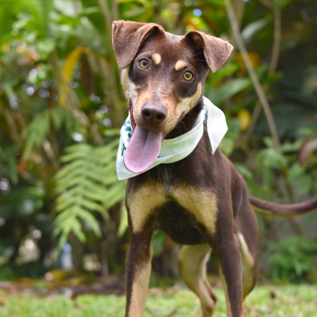 Photo of Max, adoptable Mixed Breed (Medium)