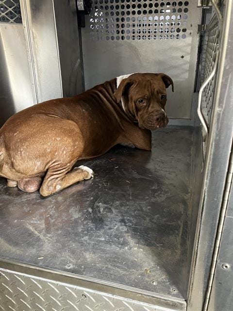 Photo of Jared, adoptable Pit Bull Terrier in Dallas, Texas