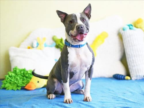 Photo of Seamus, adoptable American Staffordshire Terrier in Tavares, Florida