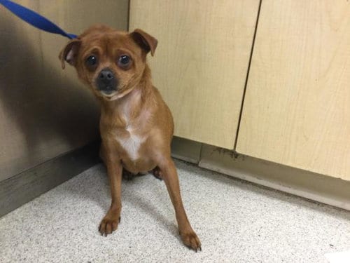 Photo of Ottie, adoptable Chihuahua in Riverside, California