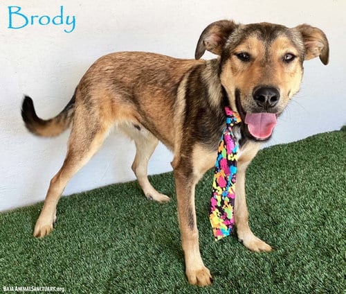 Photo of Brody, adoptable German Shepherd Dog in San Diego, California