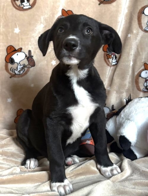 Photo of King Julian, adoptable American Pit Bull Terrier in Wetumpka, Alabama