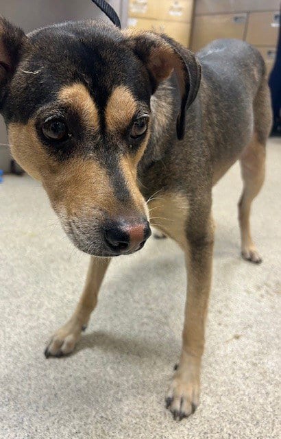 Photo of Tipton, adoptable Terrier in Riverside, California