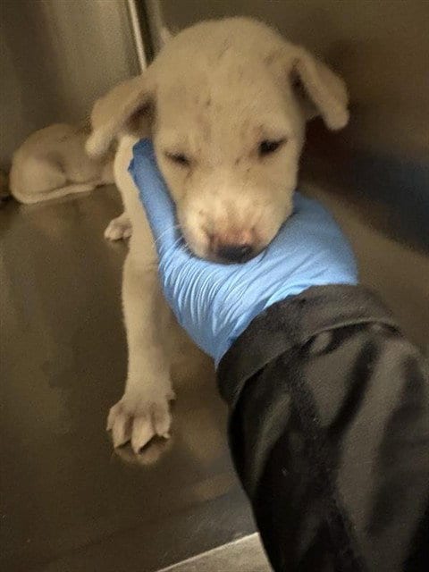Photo of A663584, adoptable Labrador Retriever in Houston, Texas