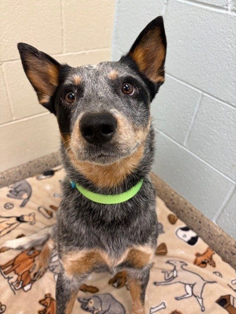 Photo of Dill Pickle, adoptable Australian Cattle Dog/Blue Heeler in Brighton, Colorado