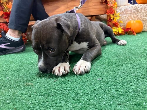 Photo of Potato (gravy's litter), adoptable Staffordshire Bull Terrier in Holly Springs, North Carolina