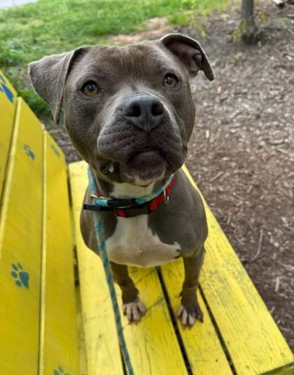 Photo of Roulette(Mirracle), adoptable dog in Baltimore, Maryland