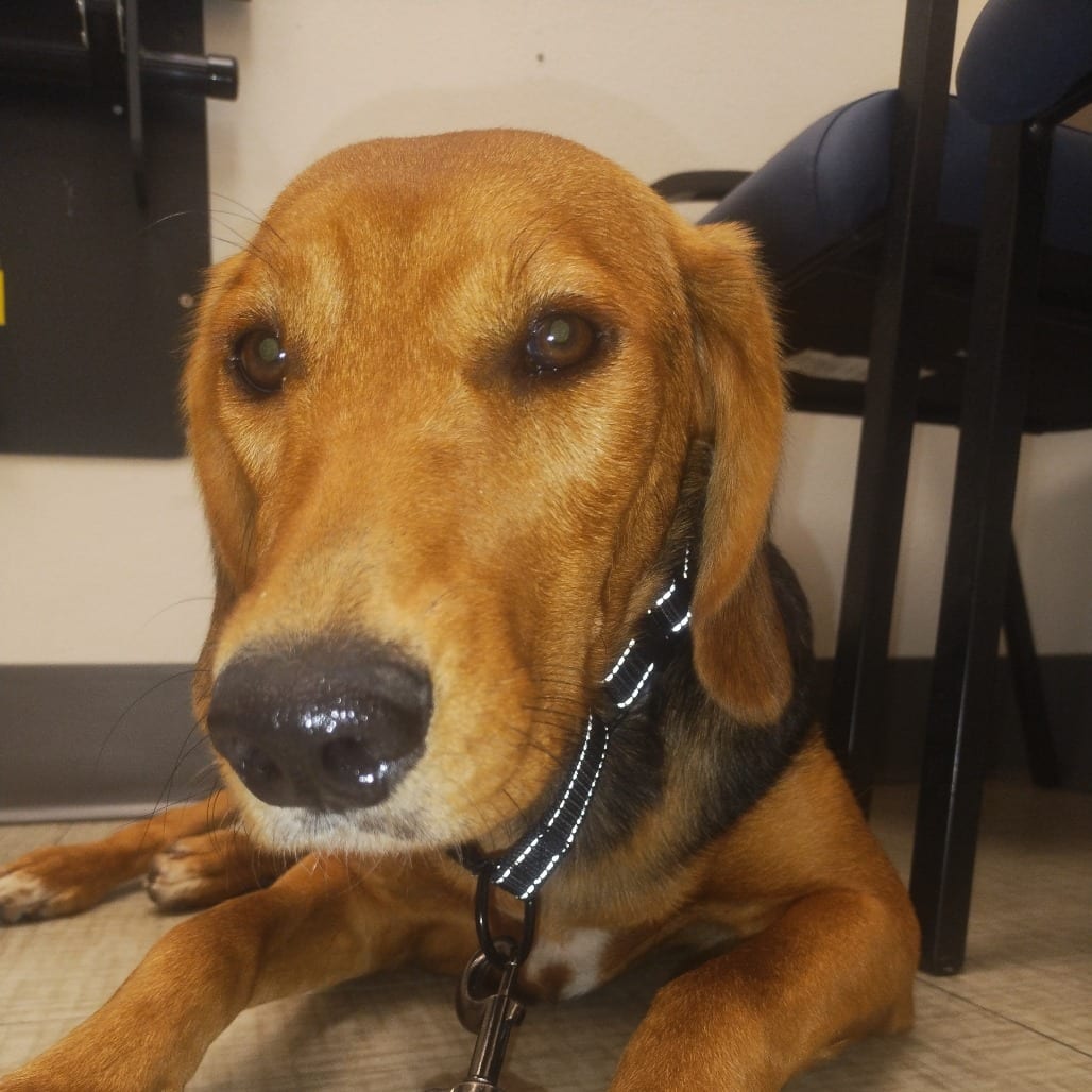 Photo of Cozzette, adoptable Hound / Mixed Breed (Medium) in San Francisco, California