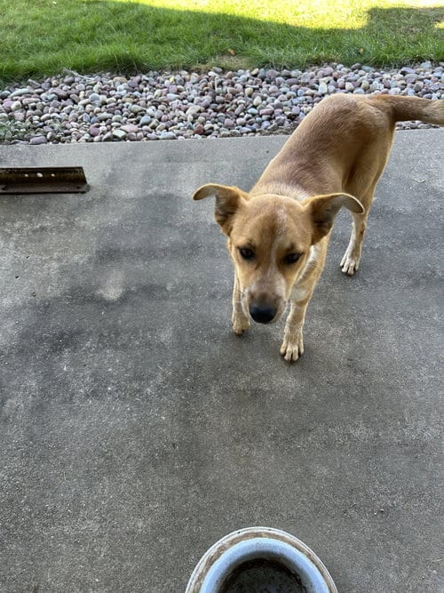 Photo of Buz, adoptable Cattle Dog in Polson, Montana