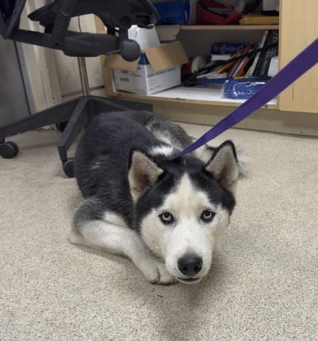 Photo of Petey, adoptable Siberian Husky in Riverside, California