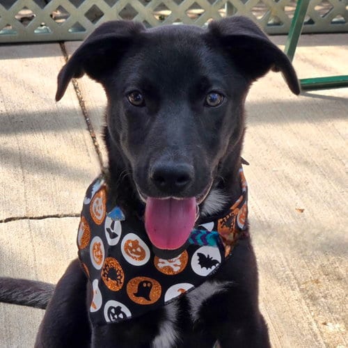 Photo of Wakko, adoptable Labrador Retriever in Normal, Illinois