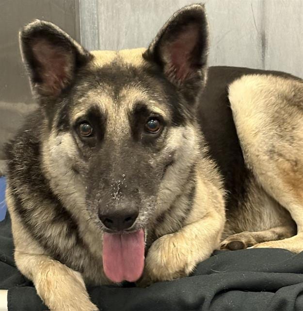 Photo of Toby, adoptable German Shepherd Dog mix