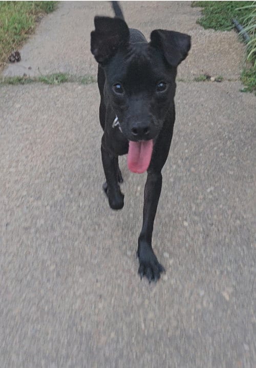 Photo of Gia, adoptable Retriever in Virginia Beach, Virginia