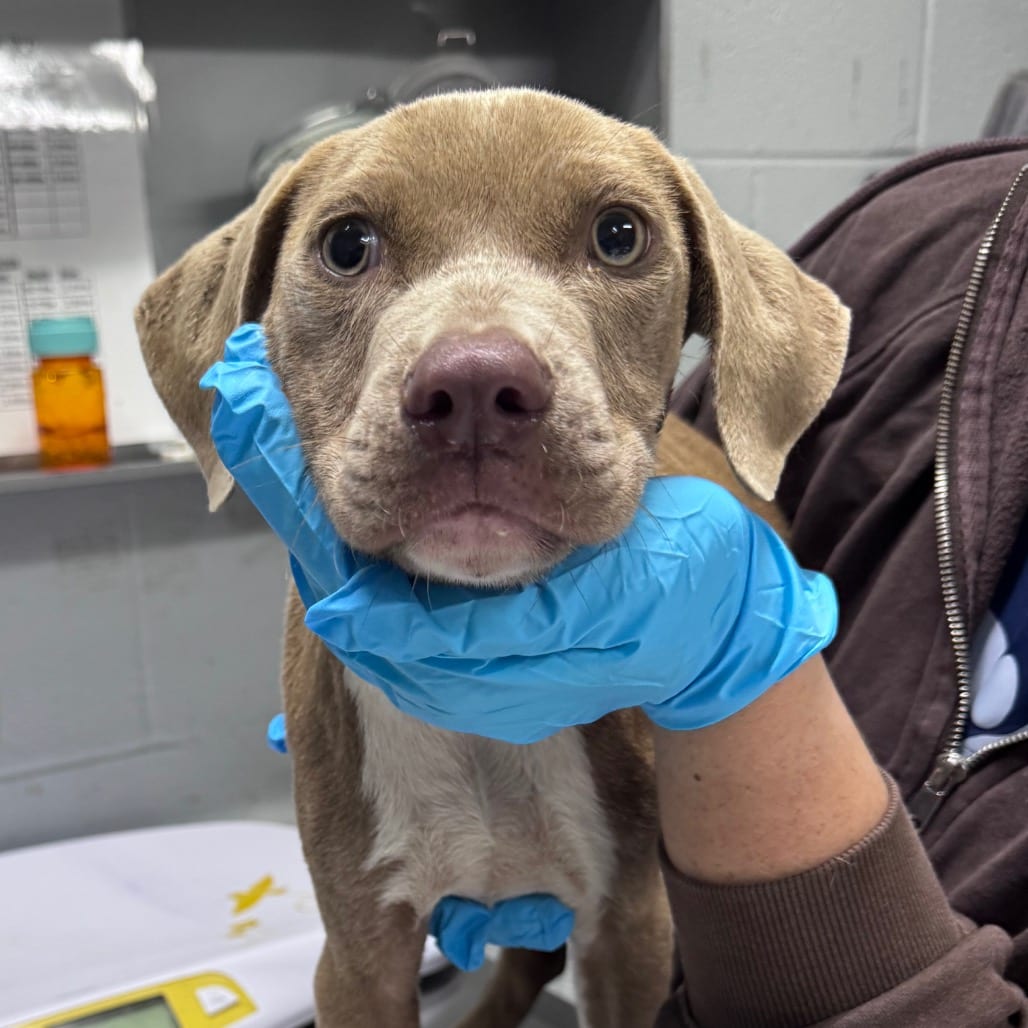 Photo of Wybie, adoptable Mixed Breed (Small) in Summerville, South Carolina