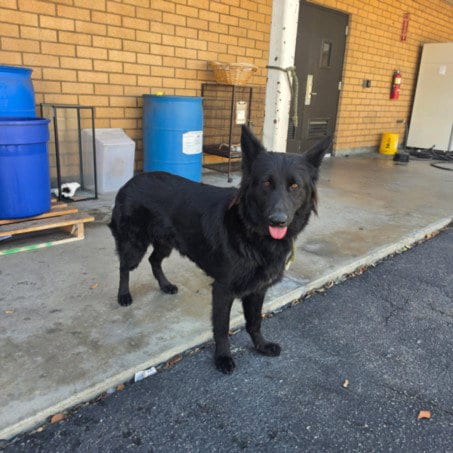Photo of Daisy, adoptable German Shepherd Dog in Los Angeles, California
