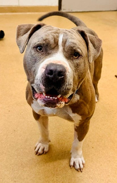 Photo of Zeus, adoptable American Bulldog in Derwood, Maryland