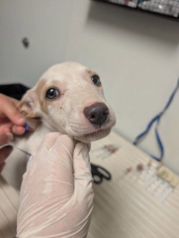 Photo of Pup 3, adoptable Pit Bull Terrier in Bakersfield, California