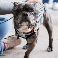 Photo of Reacher, adoptable French Bulldog in New York, New York