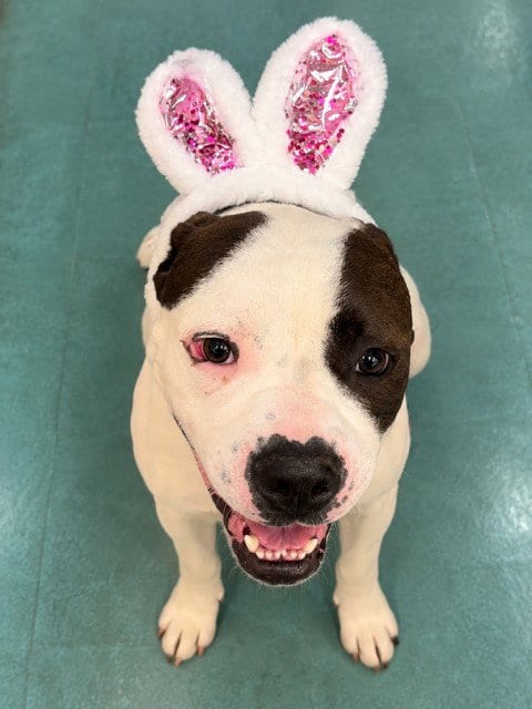Photo of Topanga, adoptable Pit Bull Terrier in Lompoc, California