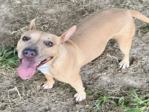 Photo of Lady, adoptable Staffordshire Bull Terrier in Houston, Texas