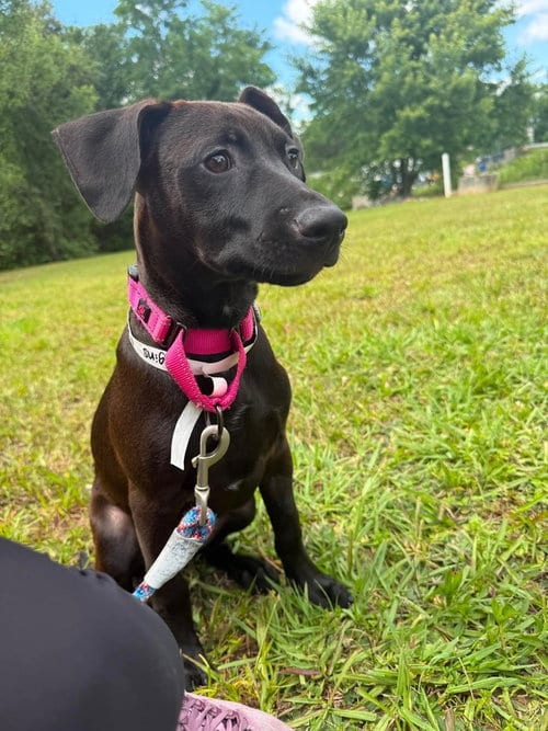 Photo of Higgins, adoptable Terrier in Candler, North Carolina
