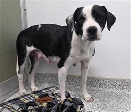 Photo of Frankie, adoptable American Staffordshire Terrier in San Antonio, Texas