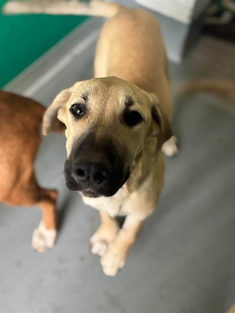 Photo of Jacob, adoptable Labrador Retriever in Visalia, California