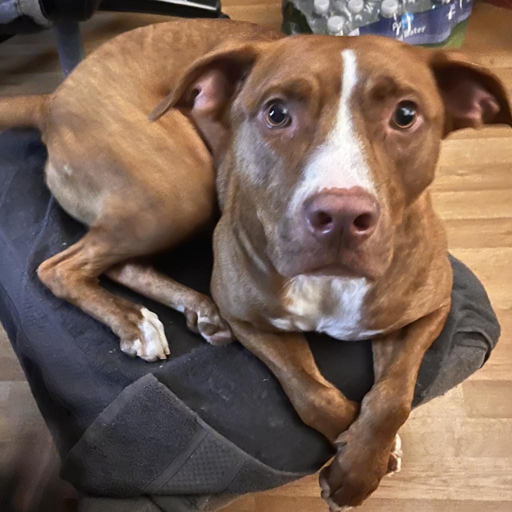 Photo of George, adoptable Mixed Breed (Medium)