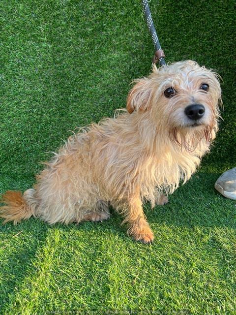 Photo of Chili, adoptable Terrier mix in Chicago Ridge, Illinois