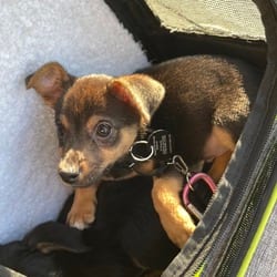Photo of Baker, adoptable Chihuahua Mixed Breed (Small) in New York, New York