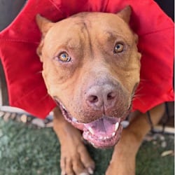 Photo of Scooby, adoptable Mastiff in Ventura, California