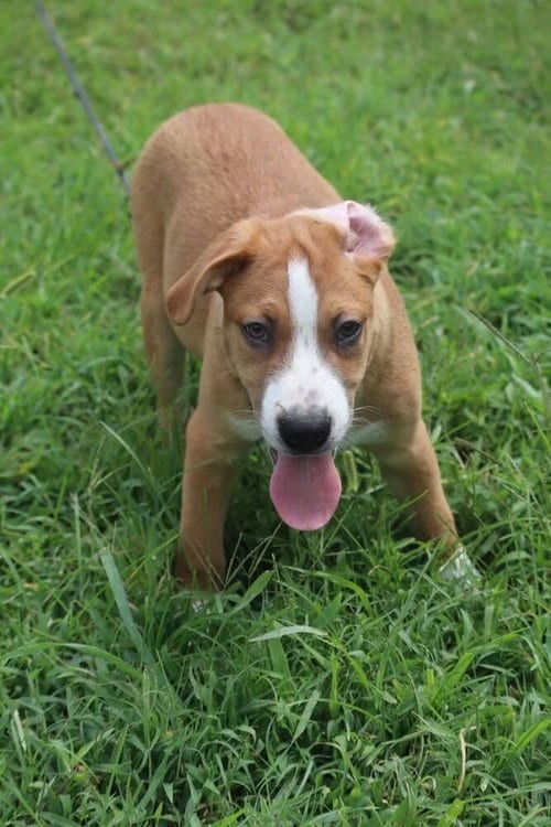 Photo of Clover, adoptable Hound in garner, North Carolina
