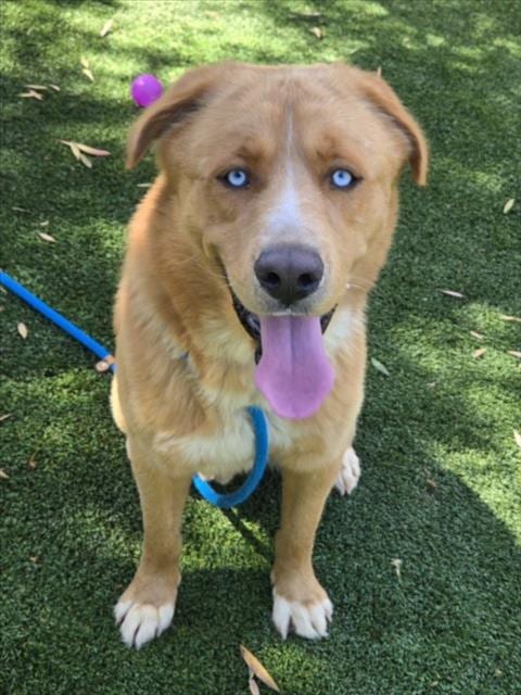 Photo of Gunner, adoptable Mastiff in Los Angeles, California