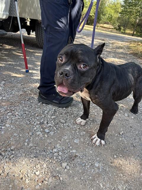 Photo of Alfie, adoptable Pit Bull Terrier in Oklahoma City, Oklahoma