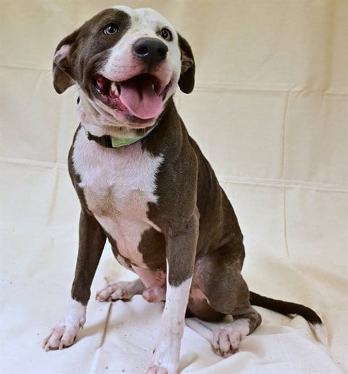 Photo of Frisbee, adoptable Staffordshire Bull Terrier in Ocala, Florida