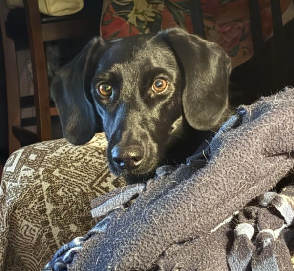 Photo of Henri, adoptable Mixed Breed in Santa Fe, New Mexico