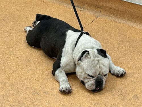 Photo of Shrek, adoptable English Bulldog in Martinez, California