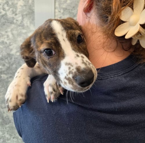 Photo of Eden, adoptable Unknown breed in Rancho Santa Fe, California