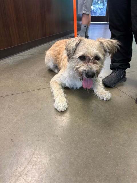 Photo of Senior Border Terrier mix, adoptable Border Terrier mix in Bakersfield, California