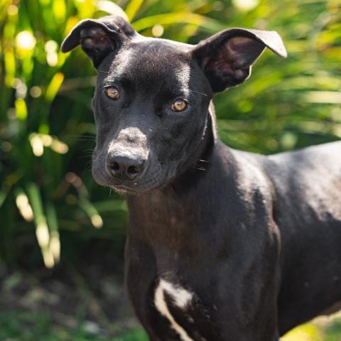 Photo of Eve, adoptable Pit Bull Terrier in Camarillo, California