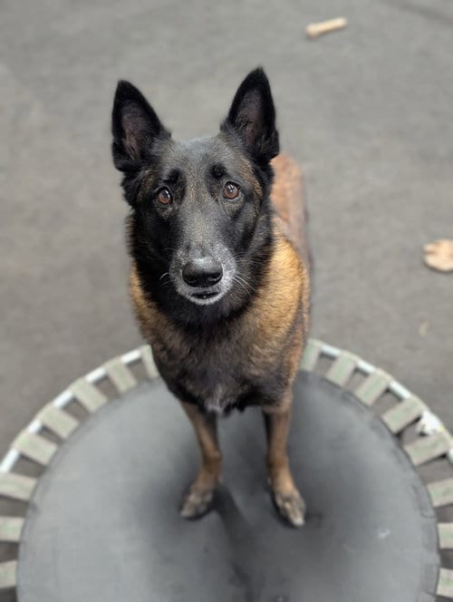 Photo of Calusa - Located in Florida, adoptable Belgian Shepherd Malinois in Imlay City, Michigan